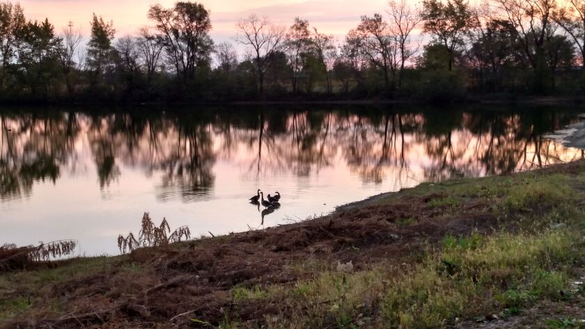 Geese at dawn, 10-2-17.<br>Credit: Dale Bowman
