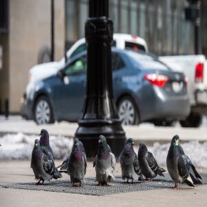 Pigeons huddle together on a vent blowing warm air in The Loop, Friday afternoon, while temperatures were well below freezing, Friday, Jan. 25, 2019, in Chicago. | Tyler LaRiviere/Sun-Times