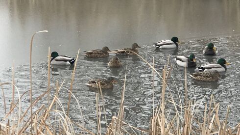 Ducks gallantly trying to keep water open. Credit: Ken “Husker” O’Malley
