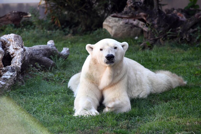 Aussie leaves behind five offspring, nine “grandkids” and four “great-grandkids.” | Chicago Zoological Society