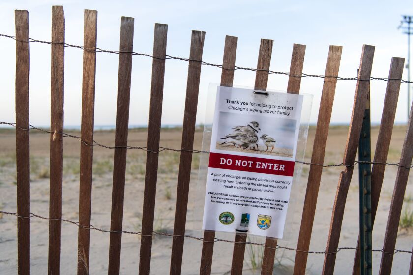 Signs were posted at Montrose Beach to keep people away from the area where Monty and Rose would nest.