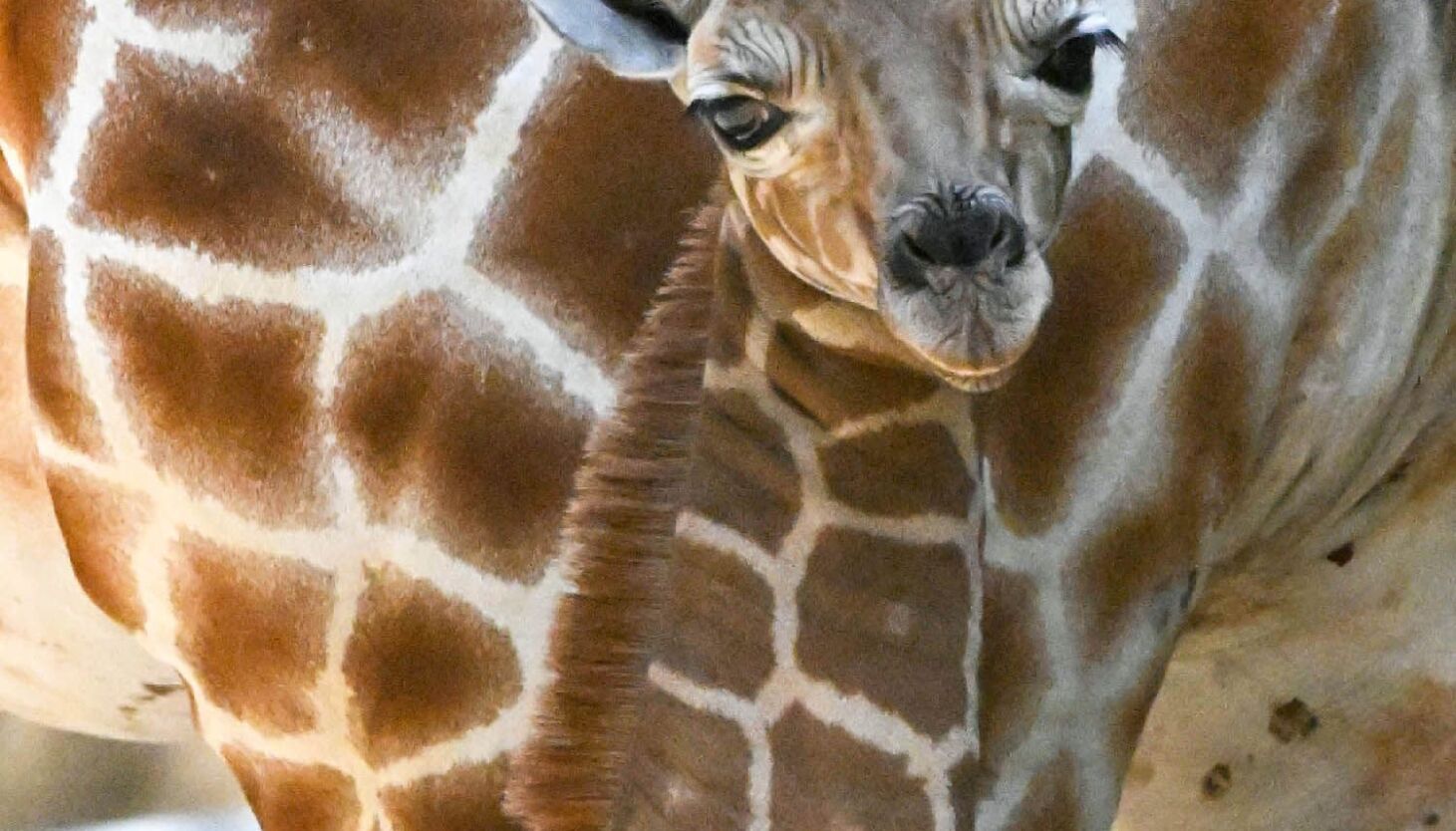 NextImg:It’s a girl! Brookfield Zoo welcomes baby giraffe