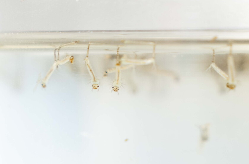 MOSQUITOES_260714_45.jpg