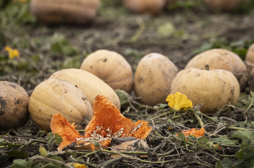 STEINBERGPUMPKINS_261018-04.jpg