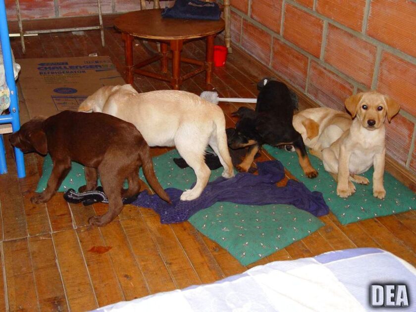 Veterinarian Andres Lopez Elorza used puppies to smuggle packets of liquid heroin on commercial flights to New York City, according to officials. | U.S. Drug Enforcement Administration via AP