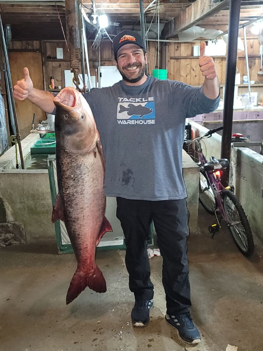 Jarrett Knize first weighed his bighead carp, caught from the Humboldt Park lagoon ad bigger than the Illinois record, at Park Bait. Provided by Park Bait