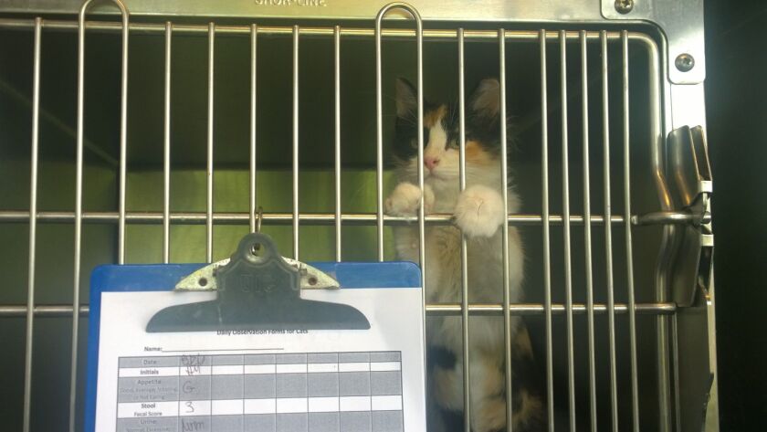 Mavis the kitten was brought to a Chicago shelter after the flooding in Louisiana. | Natalie Watts/Sun-Times