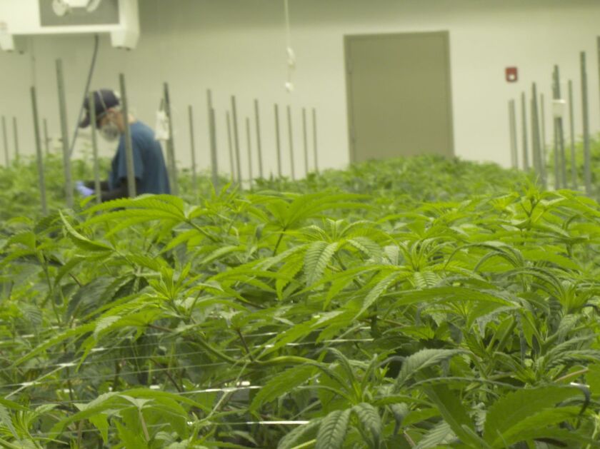 Cresco Labs’ cannabis cultivation facility in Joliet. | Anne Costabile/Sun-Times