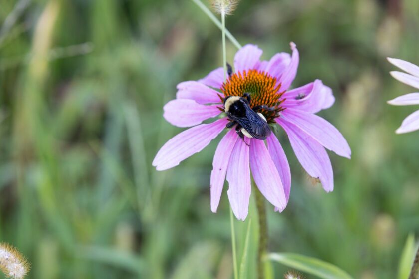 A flower in Michelle Carr’s pollinator garden, which she planted on less productive ground.