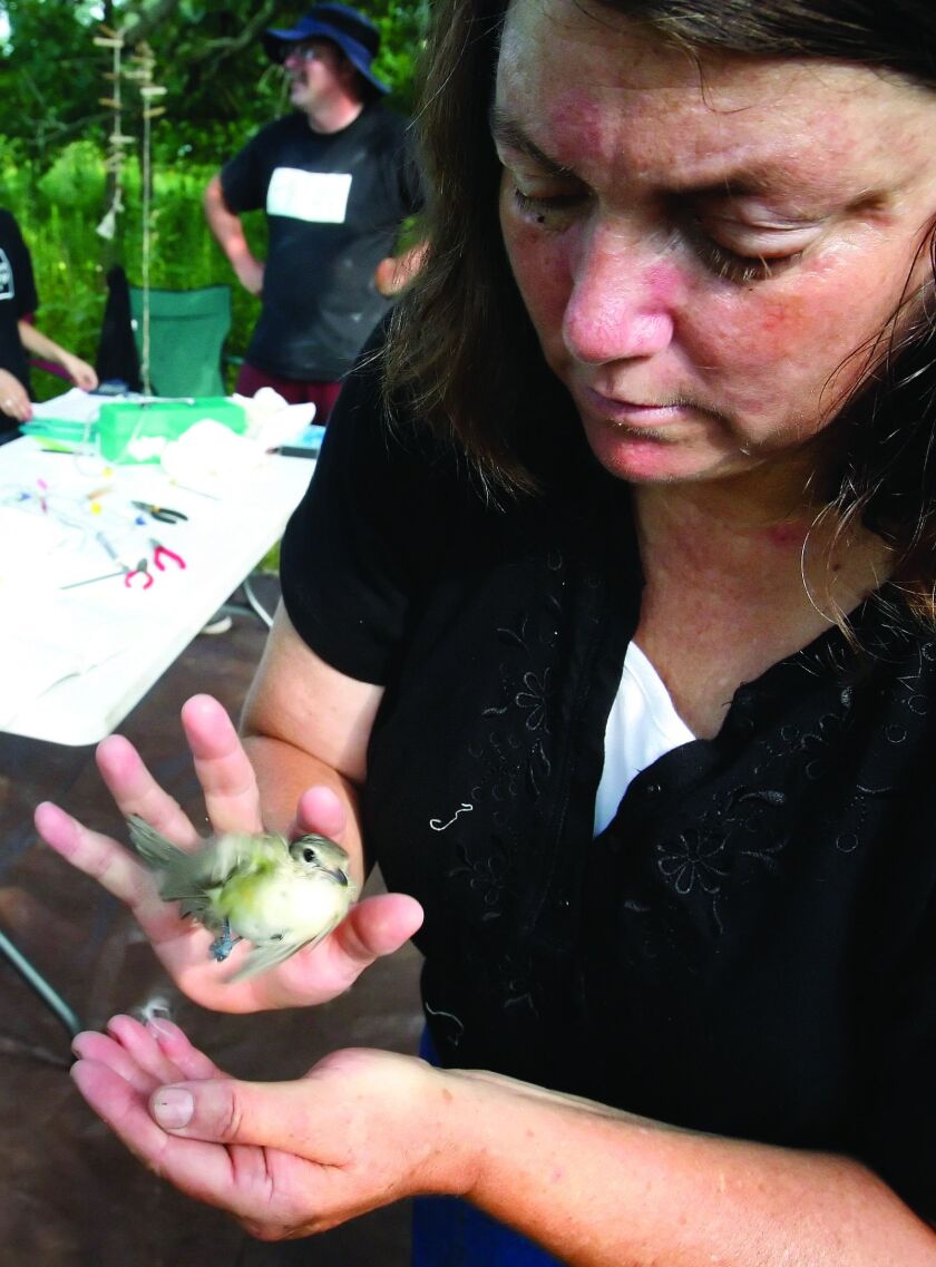 Original: 08/05/10 Thursday Grayslake Dr. Cynthia Trombino, with the College of Lake County, releases one of the birds banded and measured Thursday morning, August 5th. Lake County Forest Preserve officials, volunteers and several College of Lake County instructors work at banding birds at the Rollins Savanna Forest Preserve near Grayslake Friday morning. Staff members caught the birds in nets and banded them as part of a wildlife monitoring project. (Dan Luedert/Staff Photographer) 