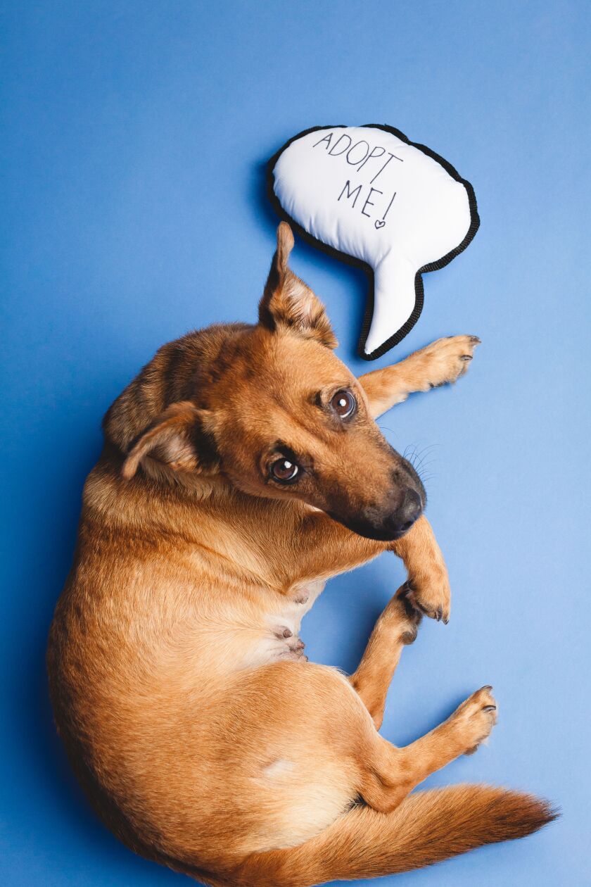 Khloe has been adopted from One Tail at a Time. | BARK photo.