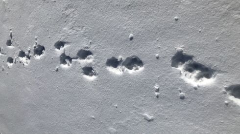Rabbit tracks in the snow. Credit: Ken “Husker” O’Malley