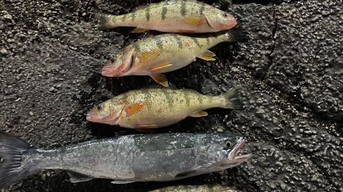 The bounty this week at Waukegan. Provided by the Salmon Stop