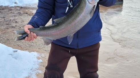 A steelhead in winter weather from the Manistee River. Provided photo