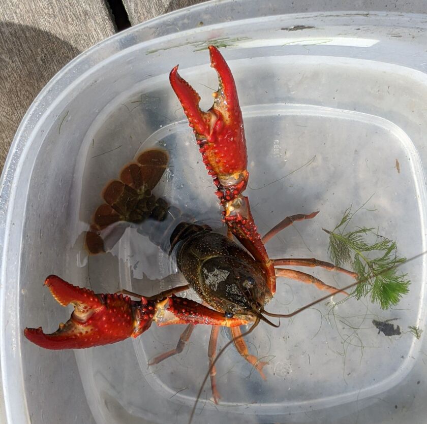 An invasive male red swamp crayfish, trapped from the North Shore Channel, reaches from a plastic tub. Credit: Dale Bowman