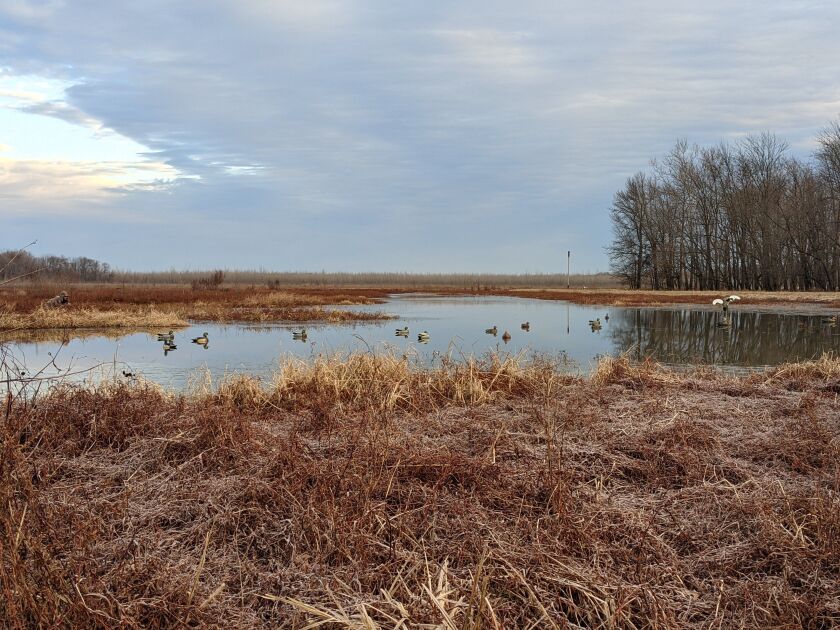 A motion-wing decoy and other decoys at Embarras River Bottoms last week. Credit: Dale Bowman