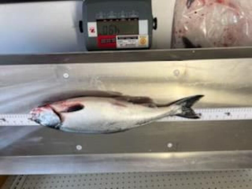 Karre Cromwell’s pending Illinois record pink salmon on the scale at Lake Michigan Angler in Winthrop Harbor. Provided photo