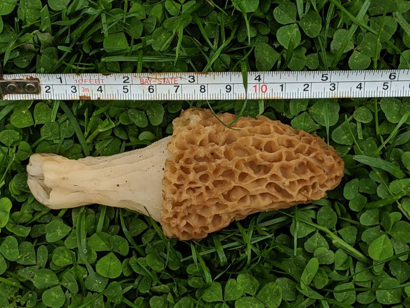 Foraging for morels is something you can get better at. For instance, I found my largest morel mushroom just last May. Credit: Dale Bowman