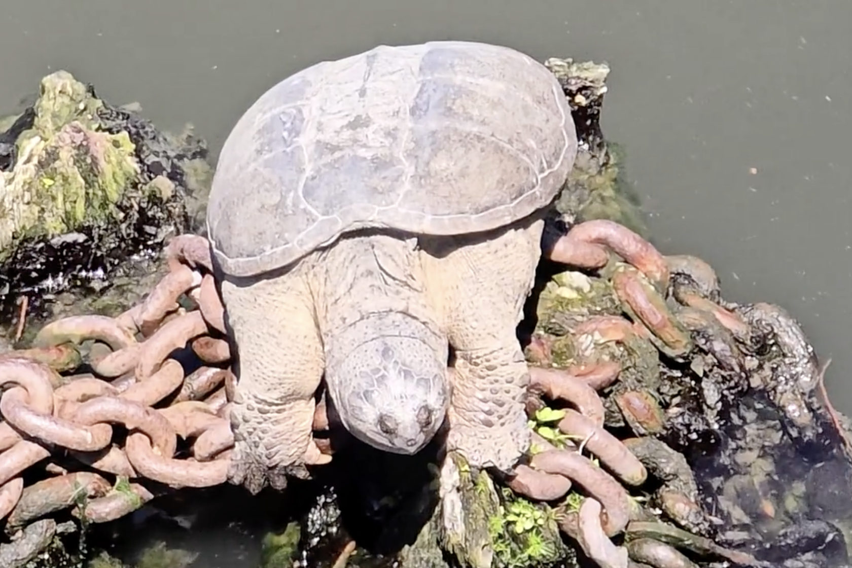 Turtle Rex Chonkosaurus, is that you? Large turtle resembling '23 viral sensation ...