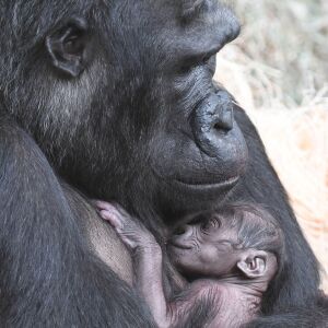 Western lowland gorilla Koola cradles her newborn infant at the Brookfield Zoo. | Jim Schulz/Chicago Zoological Society