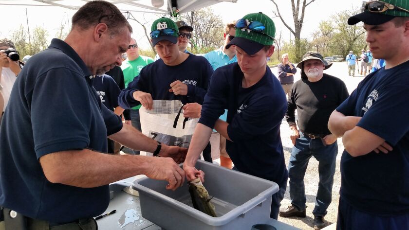Notre Dame had lively fish to weigh in too at the Skokie Lagoons sectional.<br>Credit: Dale Bowman