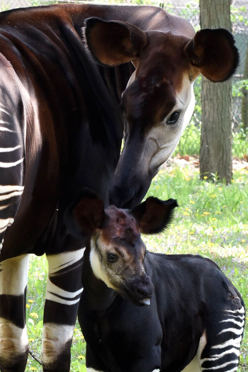 Will, a 1-month-old okapi calf at Brookfield Zoo, with his mom Augusta K. | Jim Schulz/Chicago Zoological Society