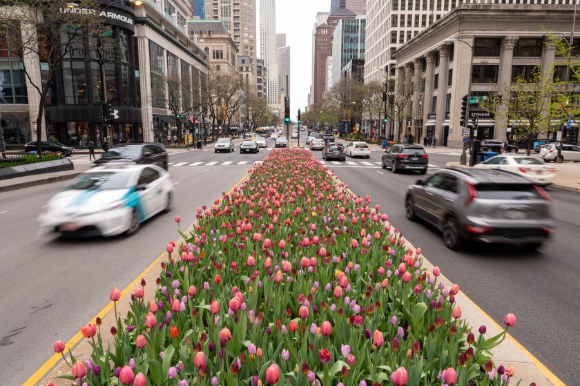 Vehicles travel on Michigan Avenue passing by planters filled with tulips, during a chilly spring day on Chicago’s Magnificent Mile, Tuesday, April 25.