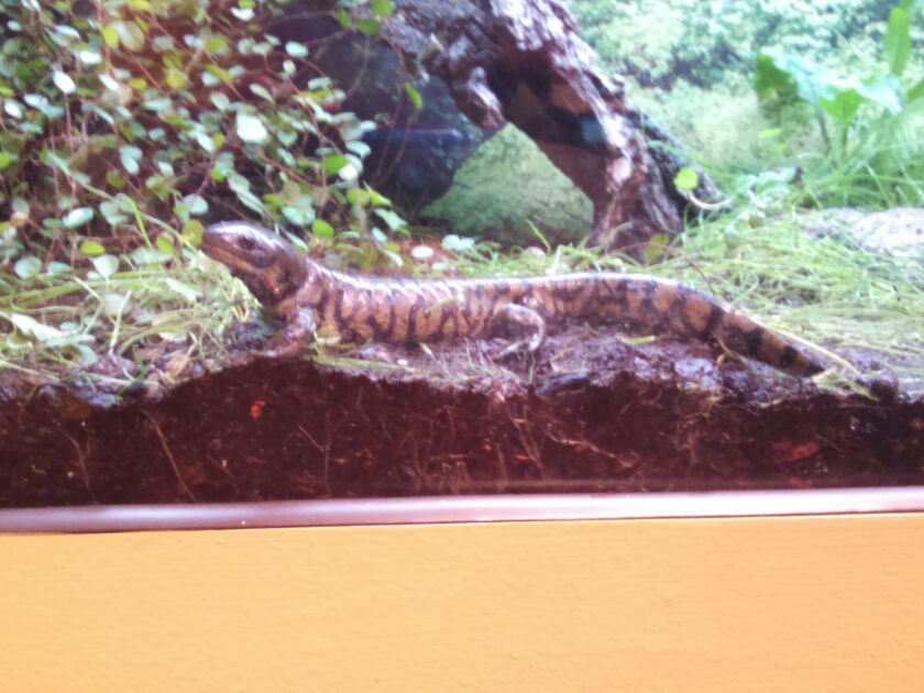 shedd05_28_15tigersalamder_600x450.jpg
