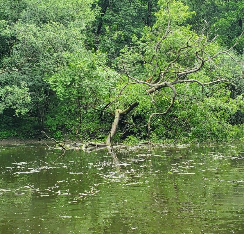 A sycamore that feel into Hickory Creek. Provided photo