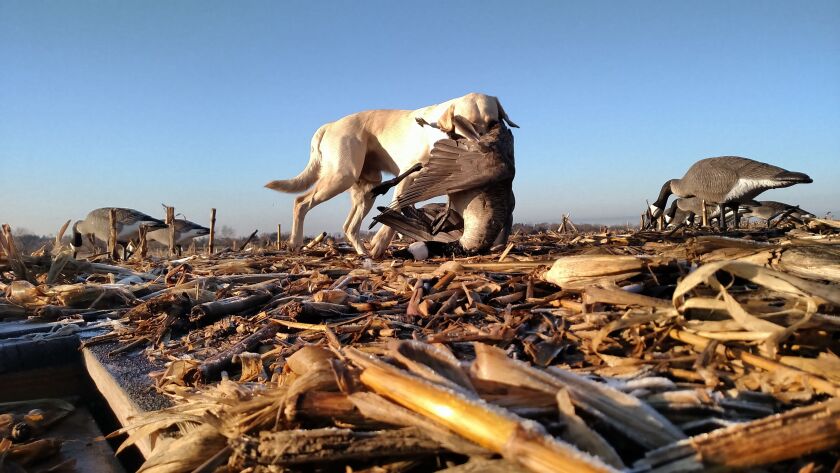 Ike, Jeff Norris’ 1 1/2-yeer-old yellow Lab retrieved every goose flawlessly.<br>Credit: Dale Bowman