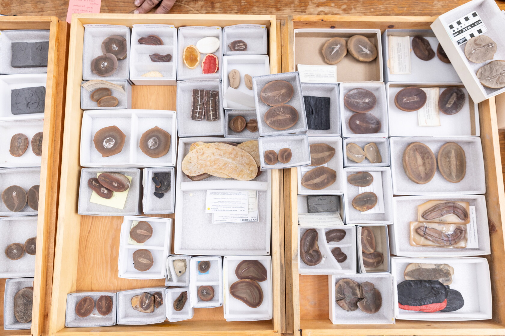 Mazon Il Illinois fossil hunting market, from Mazon to the Field Museum - WBEZ ...