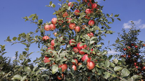 An apple tree at All Seasons Orchard at 14510 IL-Rte 176 in Woodstock, Thursday, Aug. 27, 2026.