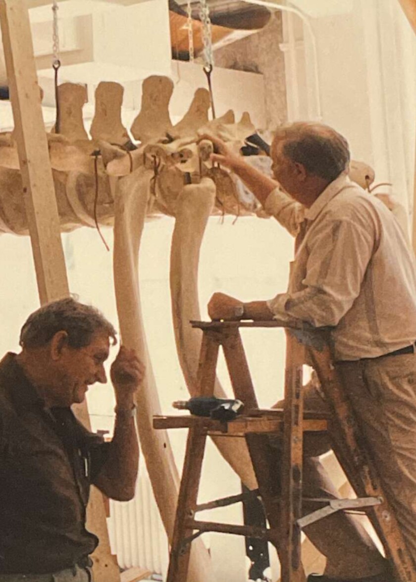 Curt Tice (right, on ladder) repairing a fossil for exhibit.