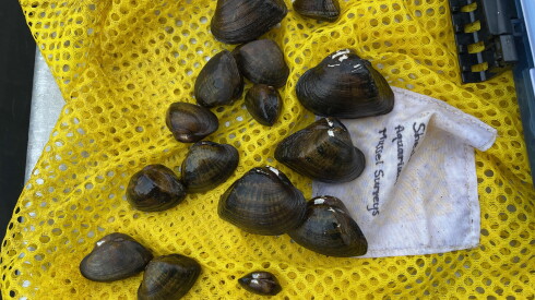 Freshwater mussels on a yellow mesh bag