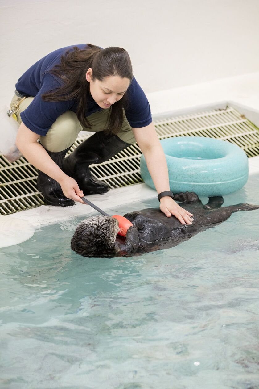 Sea otter Mari and trainer Lana Vanagasem. | ©Shedd Aquarium/Brenna Hernandez
