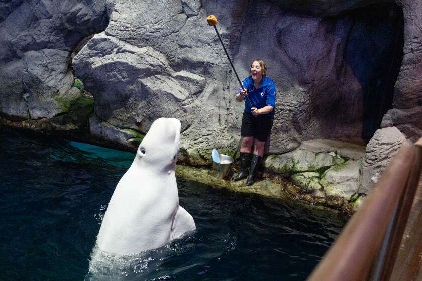 Yukon, a beluga rescued from Marineland Canada, is fed and trained at the Shedd Aquarium, Friday, Oct. 16, 2026.