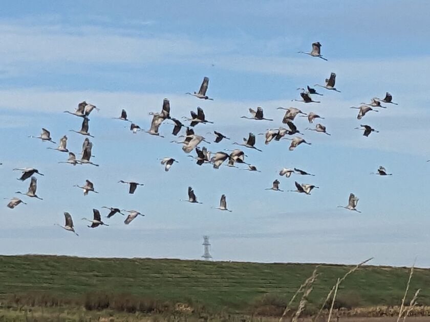Sandhill cranes in flight Nov. 2 northwest of Jasper-Pulaski Fish and Wildlife Area and souheast of the power plant in Wheatfield, Indiana. Credit: Dale Bowman