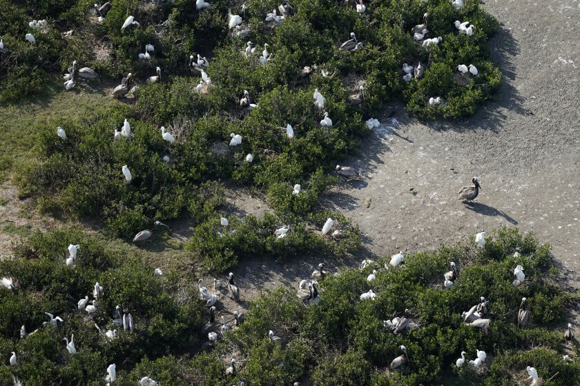 Nesting pelicans as seen from the air on Raccoon Island.