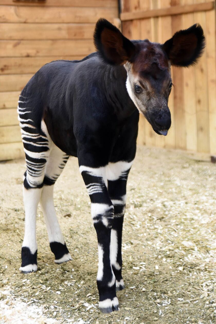 Will, an okapi calf born at Brookfield Zoo on April 21 is the 27th successful okapi born at the zoo. |Jim Schulz/Chicago Zoological Society