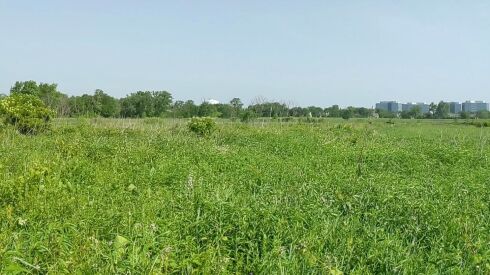 The late-spring view north across Wolf Road Prairie, including the distant suburban buildings.