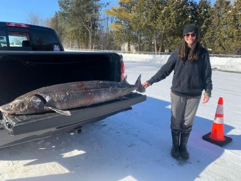 Emily Muche harvested this 121.8 pound (76.1 inches) F4 female on Lake Winnebago during day 4 of the 2021 sturgeon spearing season. / Photo Credit: Wisconsin DNR