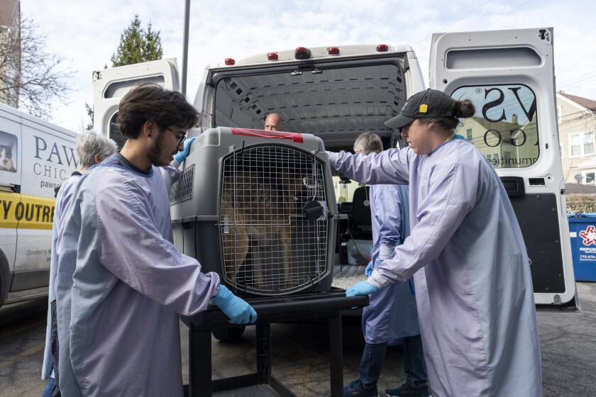 Volunteers with PAWS Chicago move a pet carrier containing a mother dog and some of her puppies