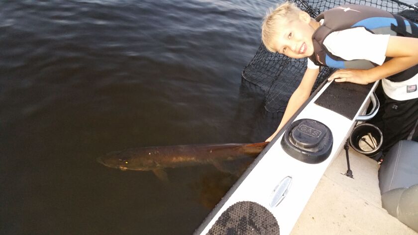 Zach Stall releases one of the muskies he caught last year.<br>Credit: For the Sun-Times