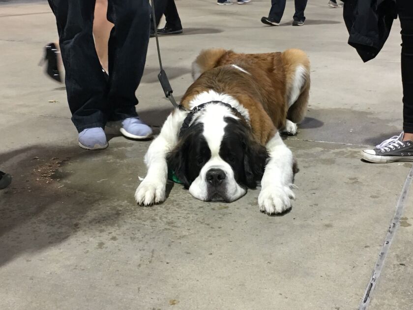 In the 6th inning, Duncan, a St. Bernard planted himself on the concourse. | Madeline Kenney/Sun-Times