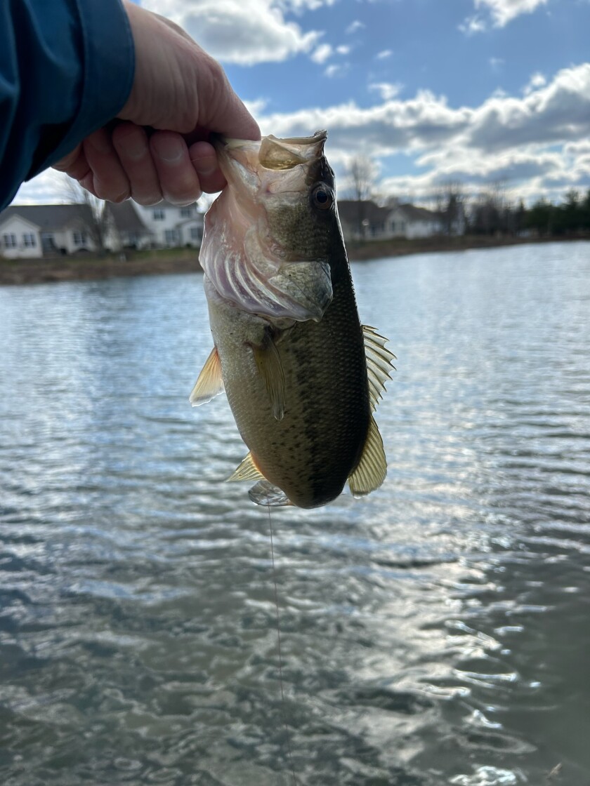 fotw03-13-24largemouthPeteLamar.jpg