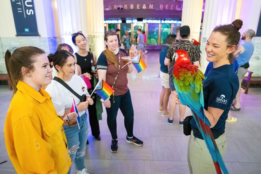 Shedd Aquarium educator shows guests a Green Wing Macaw during Pride Night event