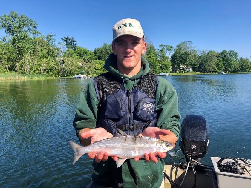 Division of Fish & Wildlife fisheries aide Aaron Voirol holds a cisco captured at Crooked Lake in Indiana during a 2019 fish community survey. Credit: Indiana Department of Natural Resources